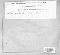 Enchylium tenax image